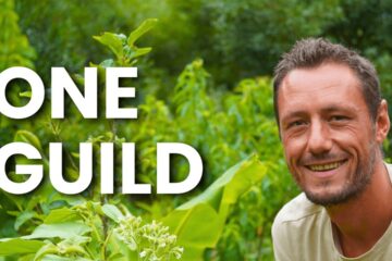 How to Start a Food Forest (With Just One Guild)