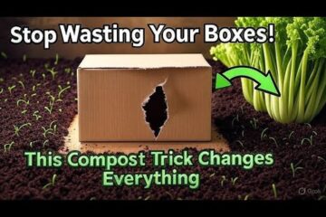 The Cardboard Composting Secret That Boosts Harvests 40% Faster (No Bins, No Fuss!)