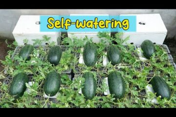 Hydroponic watermelon growing method does not require watering, the fruit is large and succulent