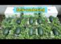 Hydroponic watermelon growing method does not require watering, the fruit is large and succulent