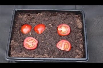 How to Grow Tomato Plants from Store Bought Tomatoes