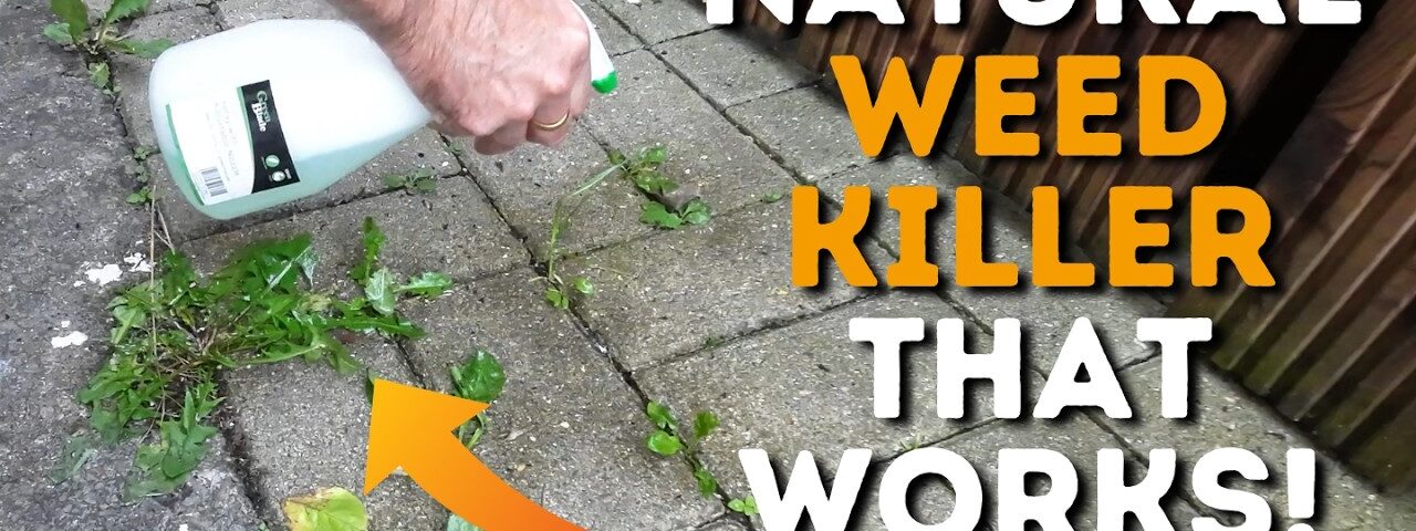 Homemade Weed Killer (Really Effective & Really Cheap!)