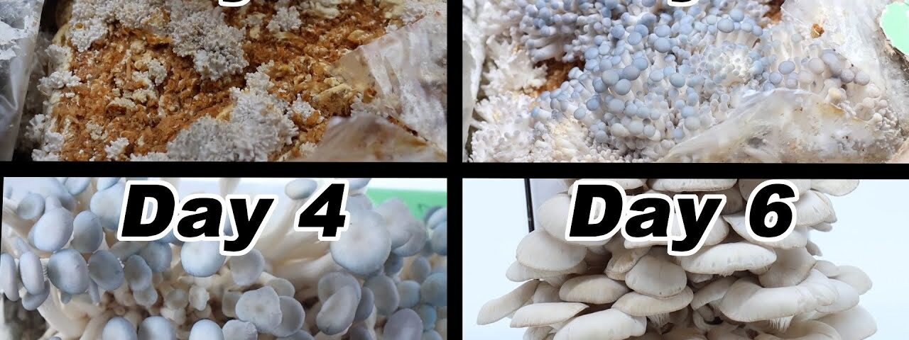Growing Our Own Mushrooms With A Simple Mushroom Kit. Simple Fun Project To Do As A Family.