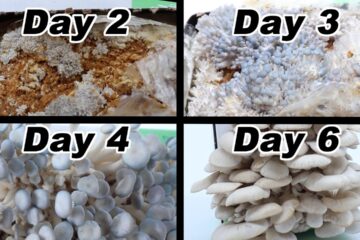 Growing Our Own Mushrooms With A Simple Mushroom Kit. Simple Fun Project To Do As A Family.