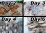 Growing Our Own Mushrooms With A Simple Mushroom Kit. Simple Fun Project To Do As A Family.