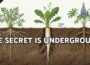 Revive Dead Soil With These 10 Plants – No Chemicals Needed