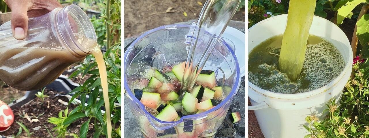 “3 Ancient Fertilizers Farmers Still Swear By: Potatoes & watermelon peels That Beat Chemicals!”