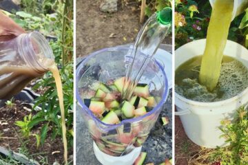 “3 Ancient Fertilizers Farmers Still Swear By: Potatoes & watermelon peels That Beat Chemicals!”