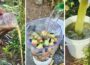 “3 Ancient Fertilizers Farmers Still Swear By: Potatoes & watermelon peels That Beat Chemicals!”