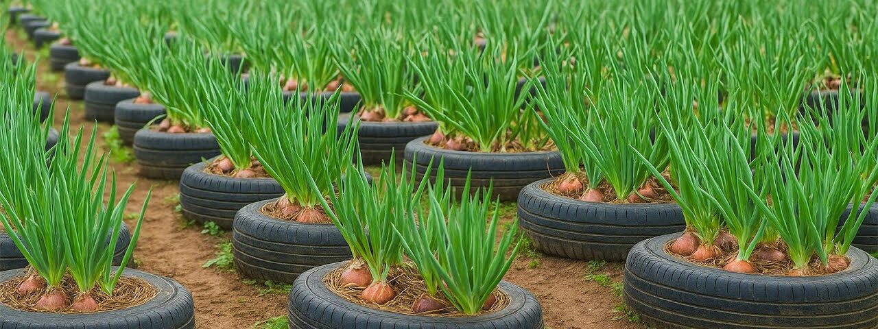 Old Tire? Don’t Throw It Away! Grow Onions Like This Instead!