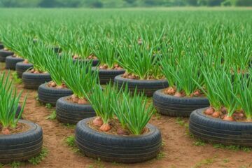 Old Tire? Don’t Throw It Away! Grow Onions Like This Instead!