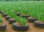Old Tire? Don’t Throw It Away! Grow Onions Like This Instead!
