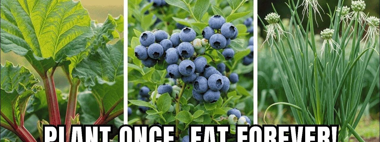 Plant These 9 Perennial Crops ONCE… and Harvest Forever!