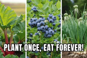Plant These 9 Perennial Crops ONCE… and Harvest Forever!