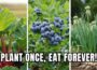 Plant These 9 Perennial Crops ONCE… and Harvest Forever!