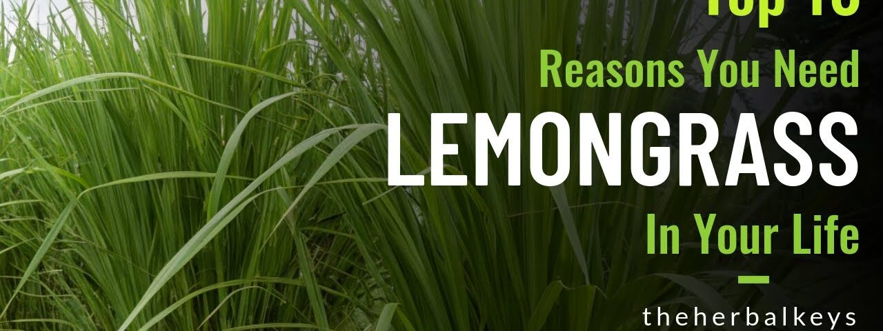 The Golden Grass: 10 Reasons Lemongrass Belongs in YOUR Home & Garden