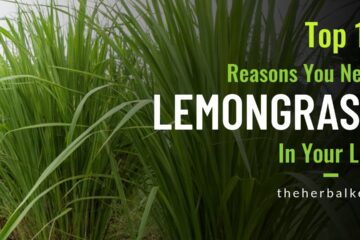 The Golden Grass: 10 Reasons Lemongrass Belongs in YOUR Home & Garden
