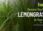 The Golden Grass: 10 Reasons Lemongrass Belongs in YOUR Home & Garden