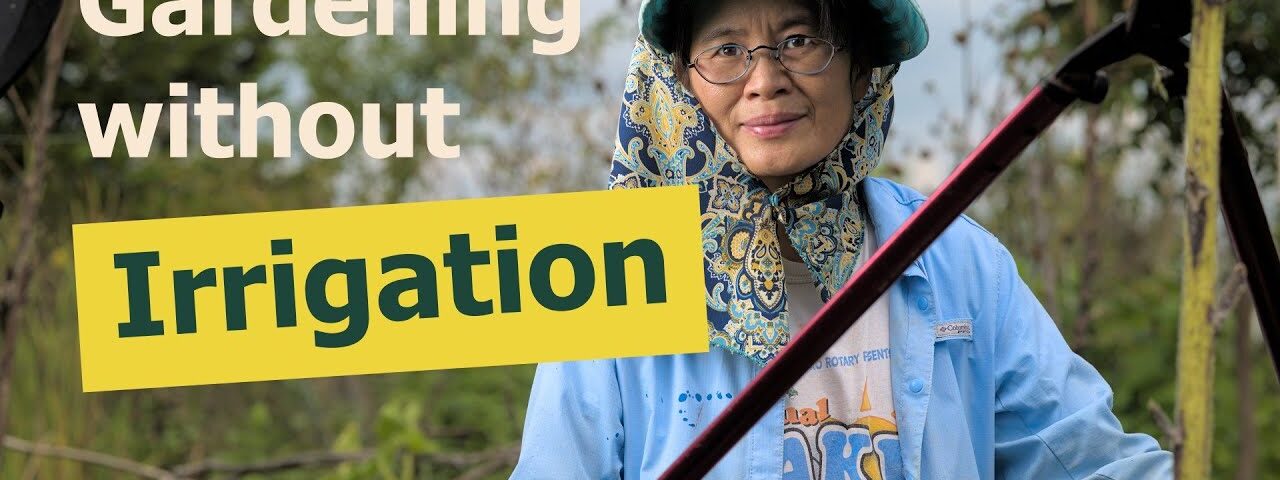 No-Water Gardening in a Texas Summer: A Successful Experiment