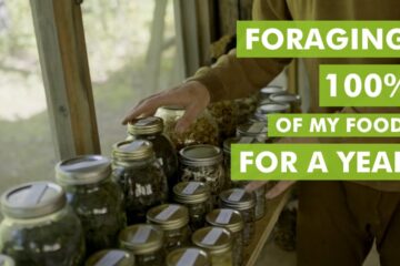 In 2 Weeks I Give up the Grocery Store – Foraging 100% of My Food for a Year