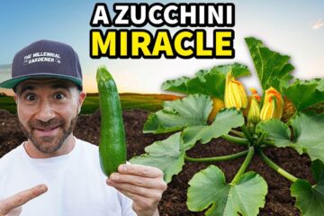 This New Way To Grow Zucchini MUST GO VIRAL NOW!