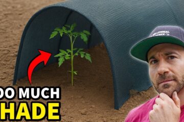 4 Warning Signs Your Plants Are Getting TOO MUCH Shade