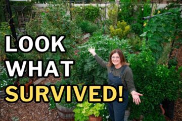 ARIZONA GARDEN TOUR: Summer Survivors & Fall Garden Prep