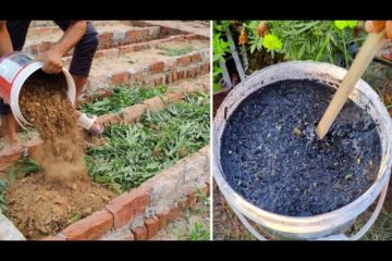 Enrich Soil for 1000 Years! (These Ancient Zero Cost Hacks for Microbes-Rich Soil in DAYS!) Enrich Soil for 1000 Years! (These Ancient Zero Cost Hacks for Microbes-Rich Soil in DAYS!)
