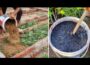 Enrich Soil for 1000 Years! (These Ancient Zero Cost Hacks for Microbes-Rich Soil in DAYS!)