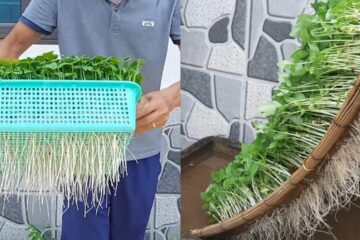 Ideas | Growing sprouts at home | No need for land, fast to harvest