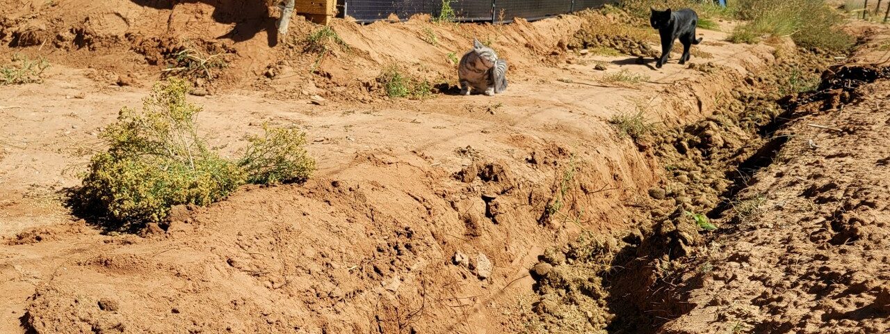 Swale irrigation secrets for arid homesteads