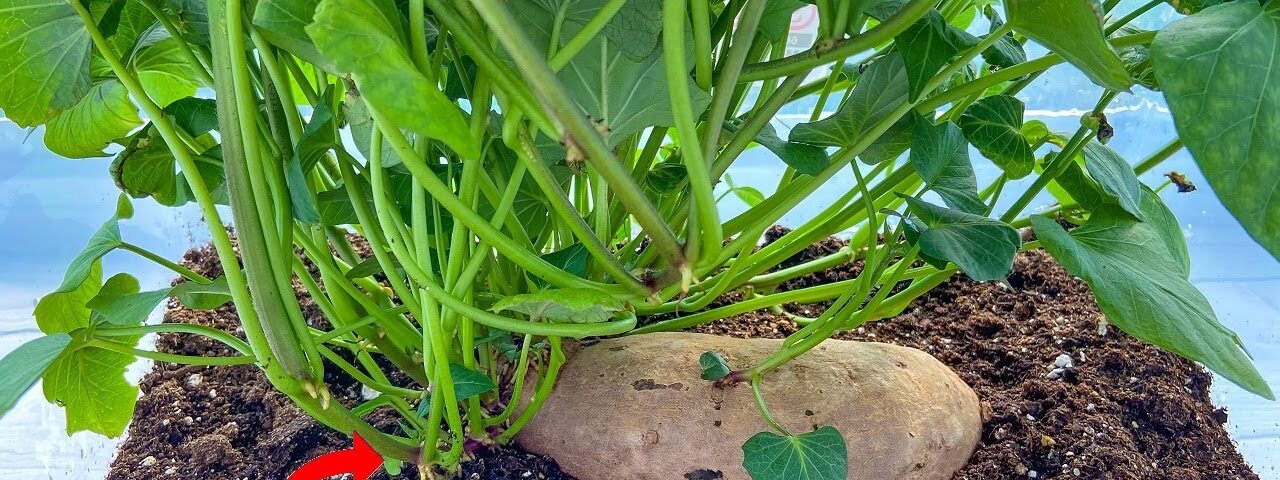 Turn ONE Sweet Potato Into 100 LBS Of Sweet Potatoes By Growing SWEET POTATO SLIPS!