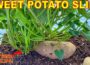 Turn ONE Sweet Potato Into 100 LBS Of Sweet Potatoes By Growing SWEET POTATO SLIPS!