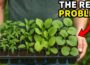 The Problem With Nursery Transplants Nobody Is Talking About