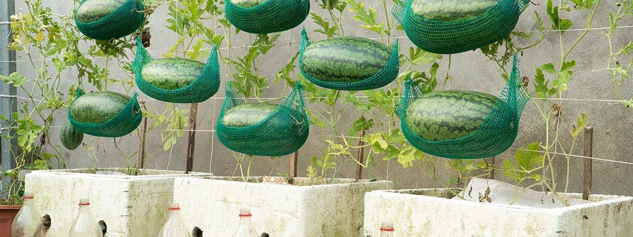 The Secret Trick to Grow Sweet, Juicy Watermelons Fast—No Garden Needed!