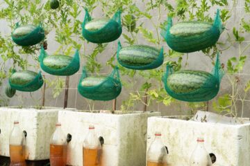 The Secret Trick to Grow Sweet, Juicy Watermelons Fast—No Garden Needed! The Secret Trick to Grow Sweet, Juicy Watermelons Fast—No Garden Needed!