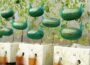 The Secret Trick to Grow Sweet, Juicy Watermelons Fast—No Garden Needed!