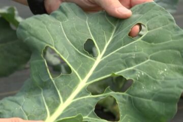 Fall Crops: Turnips and Collard Greens | Volunteer Gardener