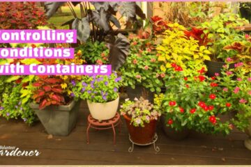Adding Vibrant Color with Containers | Volunteer Gardener