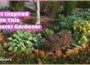Enhancing the Beauty of a Community | Volunteer Gardener