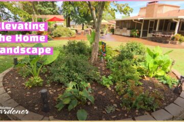 Knowing Plants for Perfect Placement | Volunteer Gardener