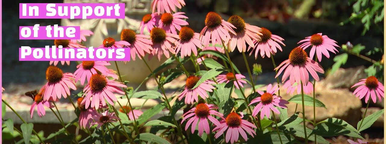 Creating Safe Passage for Pollinators | Volunteer Gardener