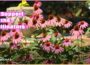 Creating Safe Passage for Pollinators | Volunteer Gardener