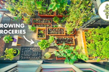 Small Space, Big Harvest – How to Grow Food in a Small Garden