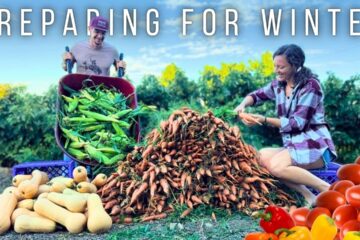 300 POUNDS of Food Harvested for Winter!