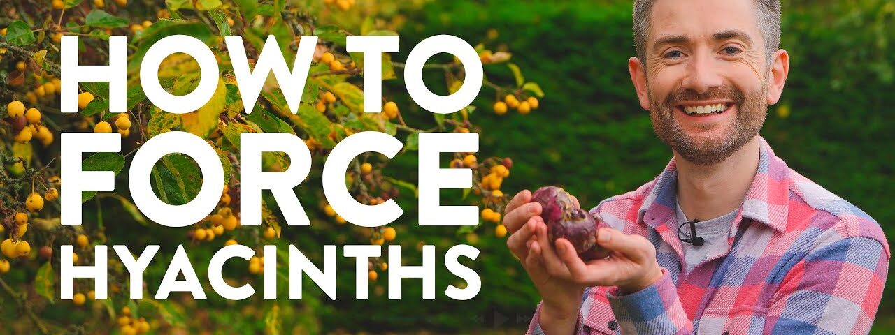 How to Force Hyacinths | Your Ultimate Quick & Easy Guide