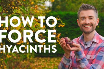 How to Force Hyacinths | Your Ultimate Quick & Easy Guide How to Force Hyacinths | Your Ultimate Quick & Easy Guide