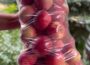 Storing FRESH apples for an ENTIRE YEAR!