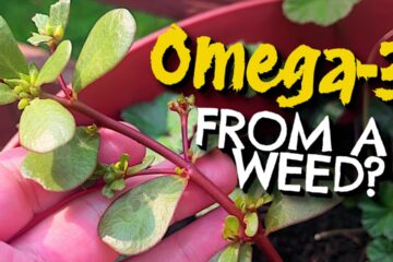 7 Wild Plants Every Vegan (and Vegetarian) Should Be Foraging and Cooking 7 Wild Plants Every Vegan (and Vegetarian) Should Be Foraging and Cooking