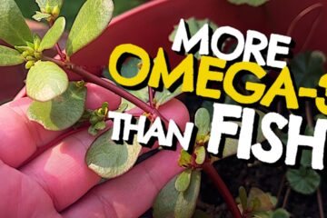 What Is Purslane? The Juicy Weed Packed with Omega 3s You Should Be Foraging What Is Purslane? The Juicy Weed Packed with Omega 3s You Should Be Foraging